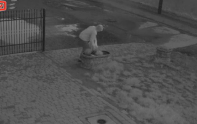 Kto nocą kradnie rośliny z klombów? (VIDEO)