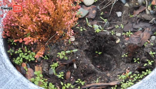 Kto nocą kradnie rośliny z klombów? (VIDEO)