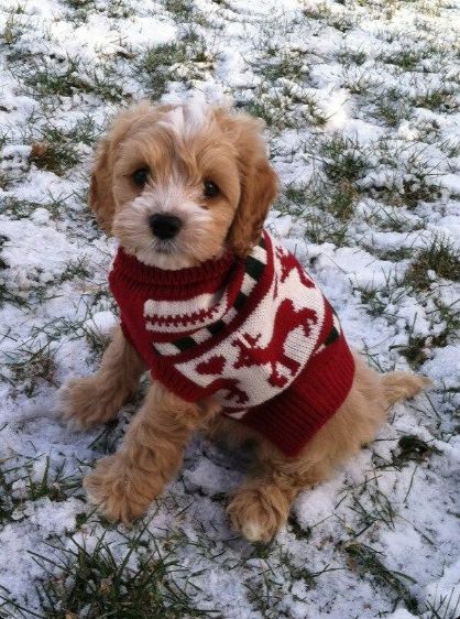 Victoria Beckham robi kiczowate święta? (FOTO)