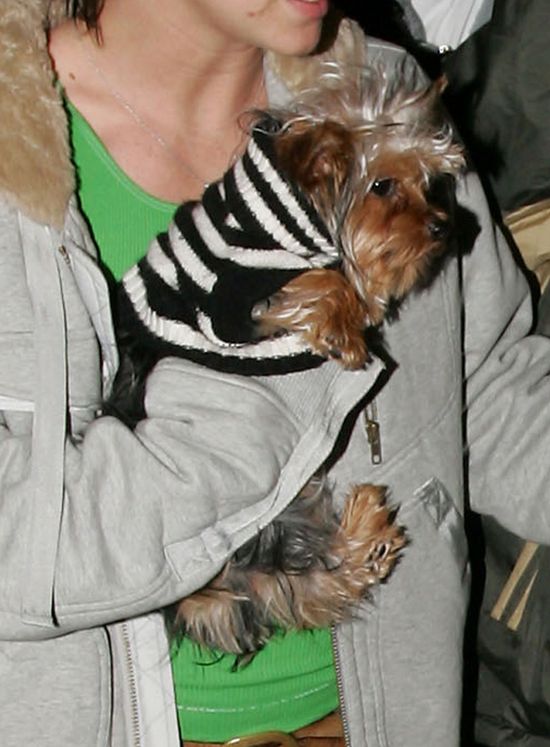 Po tym niusie zaczniesz zazdrościć psom Britney Spears