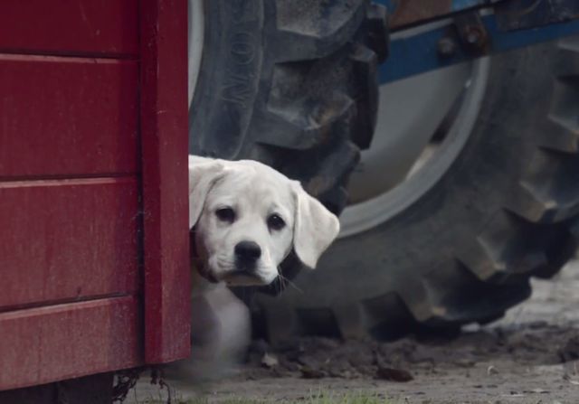 To najsłodsza reklama, którą zobaczycie podczas Super Bowl!
