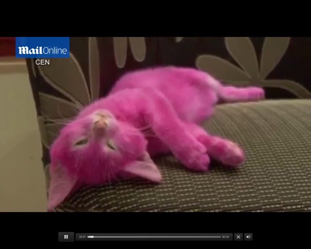 Zafarbowany na różowo kociak zdechł [VIDEO]