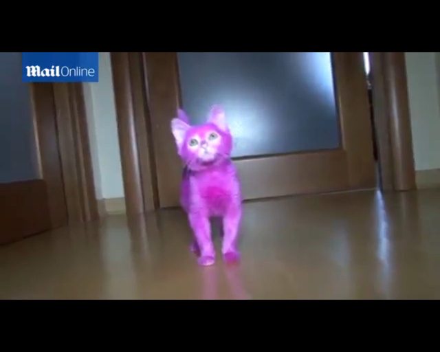 Zafarbowany na różowo kociak zdechł [VIDEO]