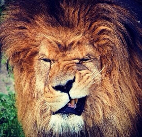 Która kocica chwali się piękną biżuterią? (FOTO)