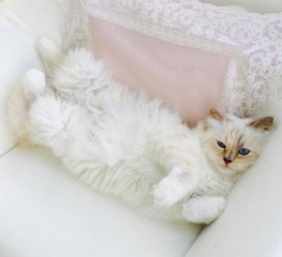 Ile niań ma Choupette, kotka Karla Lagerfelda?