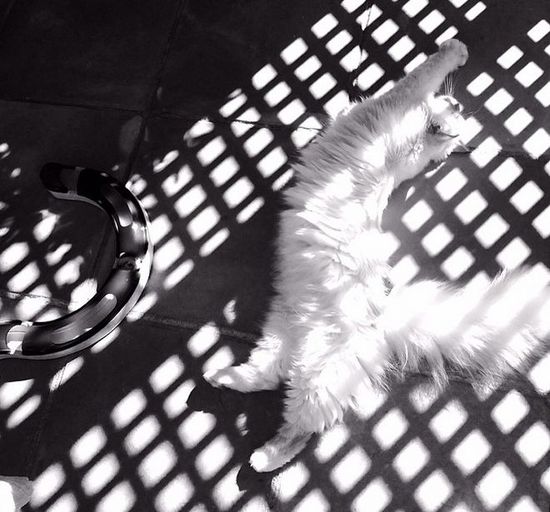 Ile niań ma Choupette, kotka Karla Lagerfelda?