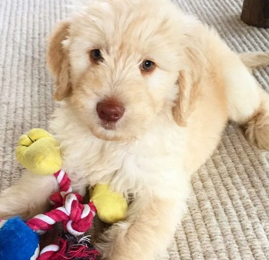 Rodzina Chrisa Hemswortha ciągle się rozrasta!