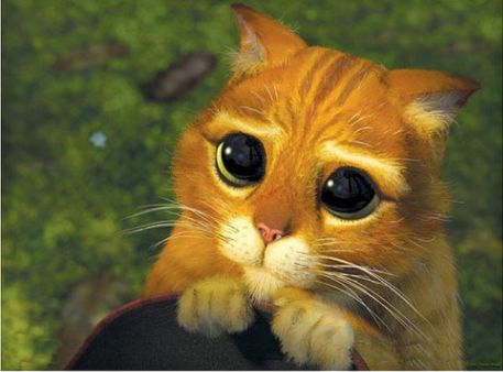 Hit! Kot ze Shreka istnieje w realu! (Instagram)