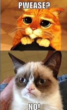 Hit! Kot ze Shreka istnieje w realu! (Instagram)