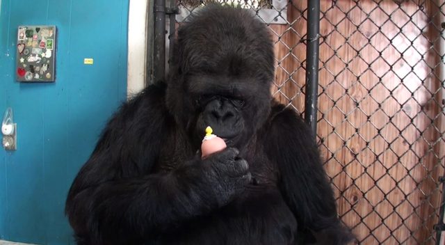 Gorylica Koko bardzo chciała mieć dzieci [VIDEO]