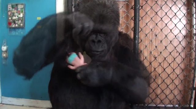 Gorylica Koko bardzo chciała mieć dzieci [VIDEO]