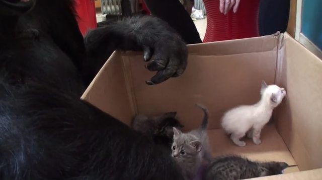 Gorylica Koko bardzo chciała mieć dzieci [VIDEO]