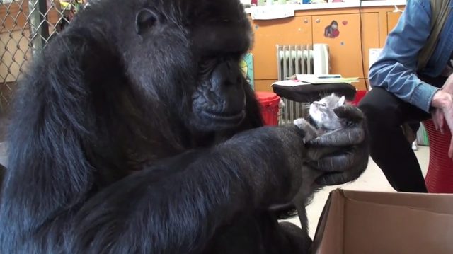 Gorylica Koko bardzo chciała mieć dzieci [VIDEO]