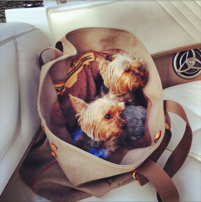 Który polski gwiazdor wozi psy w torbie Louis Vuitton?