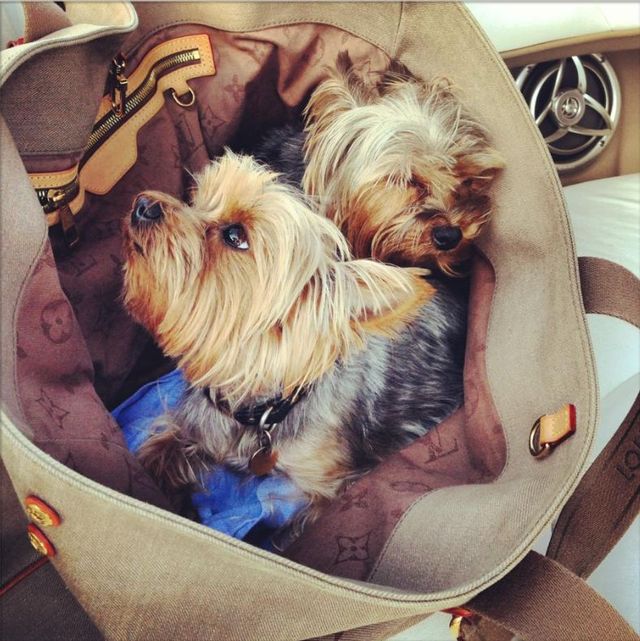 Który polski gwiazdor wozi psy w torbie Louis Vuitton?