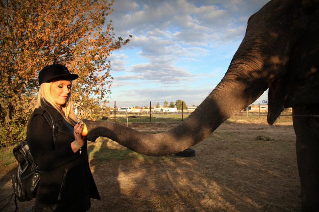 Doda wjedzie na arenę cyrkową na słonicy (FOTO)