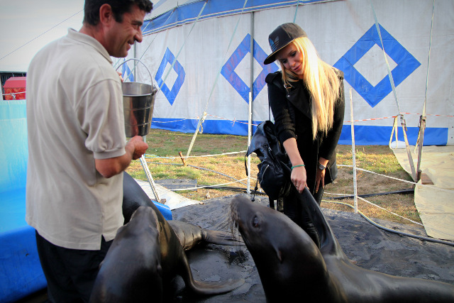 Doda wjedzie na arenę cyrkową na słonicy (FOTO) Doda wjedzie na arenę cyrkową na słonicy (FOTO)