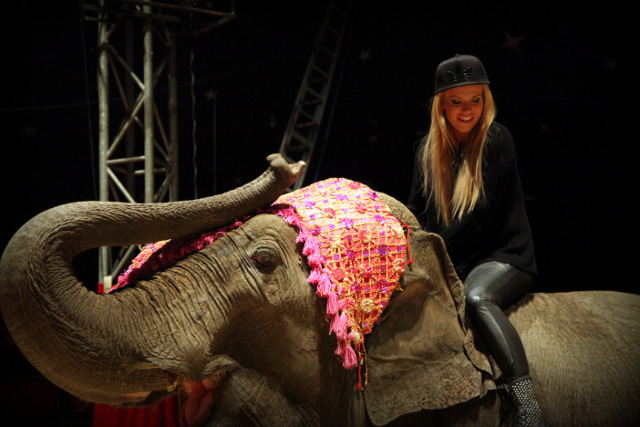 Doda wjedzie na arenę cyrkową na słonicy (FOTO) Doda wjedzie na arenę cyrkową na słonicy (FOTO)