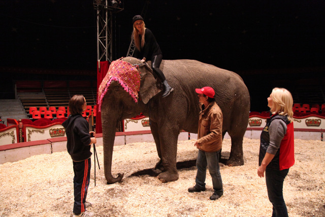 Doda wjedzie na arenę cyrkową na słonicy (FOTO) Doda wjedzie na arenę cyrkową na słonicy (FOTO)