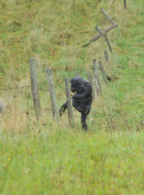 Herbuś chodzi po chaszczach (FOTO)