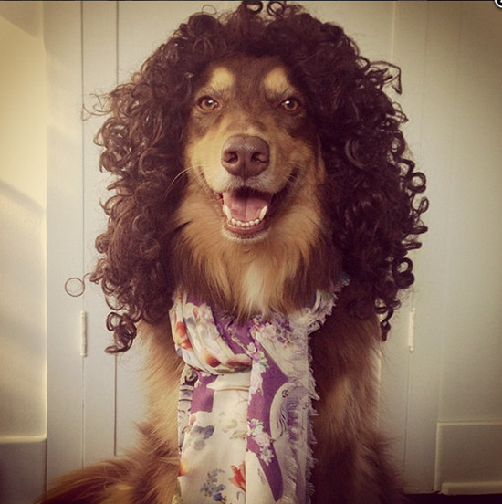 Justin Long z najfajniejszym psem Hollywood