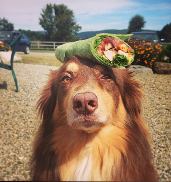 Justin Long z najfajniejszym psem Hollywood