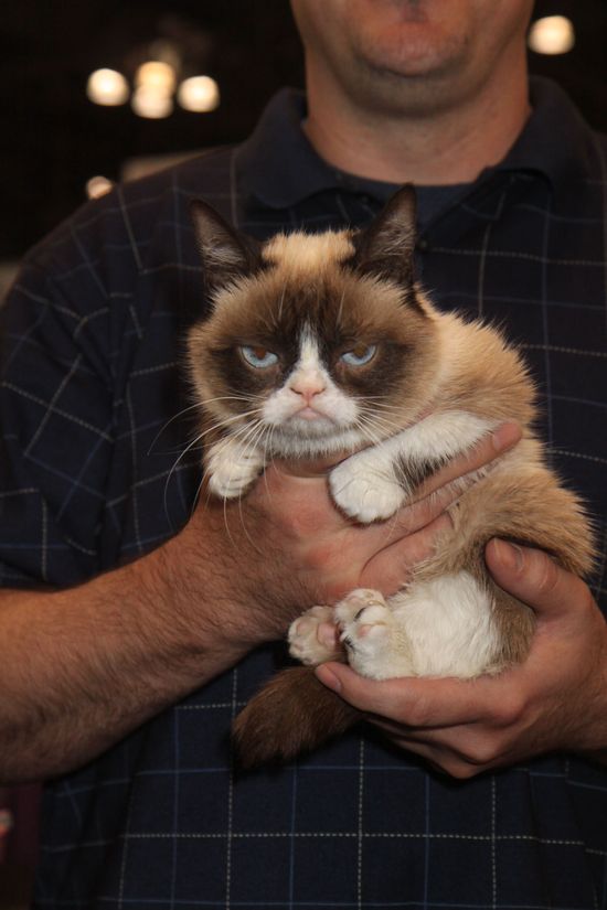 NIGDY nie zarobisz tyle, ile Grumpy Cat