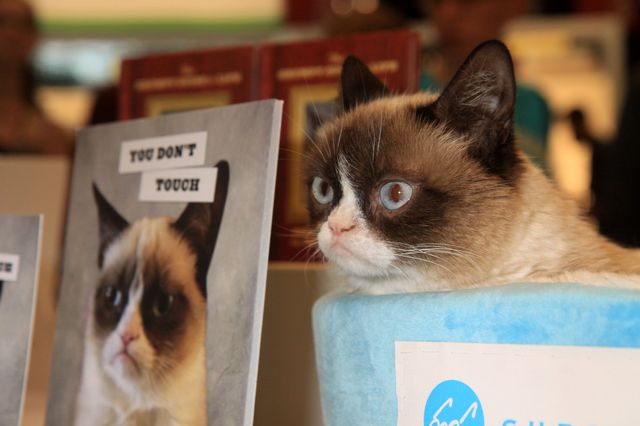 Grumpy Cat pokazał, gdzie ma swoich fanów (FOTO)