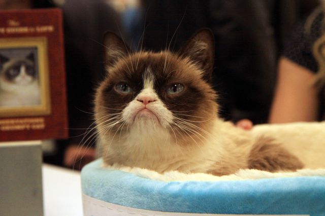 Grumpy Cat pokazał, gdzie ma swoich fanów (FOTO)