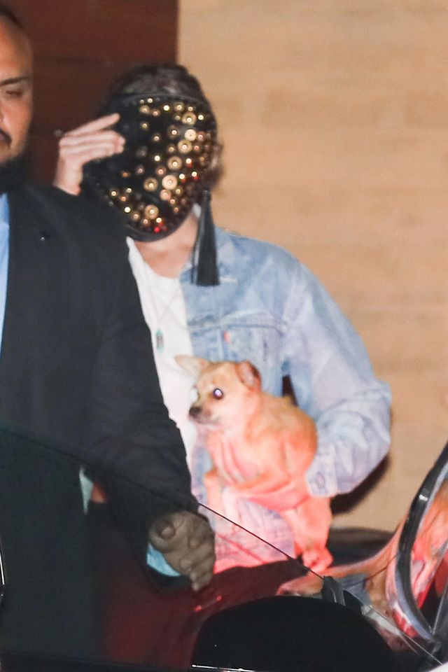 Kiedy reporter TMZ chciał pogłaskać jej pieska, Jennifer Lawrence WYBUCHŁA!