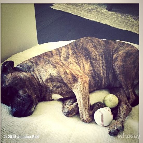 Internauci śmieją się, że pies Biel jest sławniejszy od niej