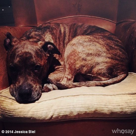 Internauci śmieją się, że pies Biel jest sławniejszy od niej