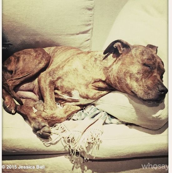 Internauci śmieją się, że pies Biel jest sławniejszy od niej