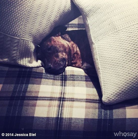 Internauci śmieją się, że pies Biel jest sławniejszy od niej