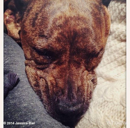 Internauci śmieją się, że pies Biel jest sławniejszy od niej