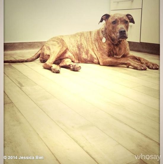 Internauci śmieją się, że pies Biel jest sławniejszy od niej