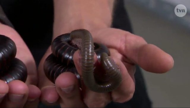 Karolina z Top Model pozuje cała w... ROBAKACH! Karolina z Top Model pozuje cała w... ROBAKACH!