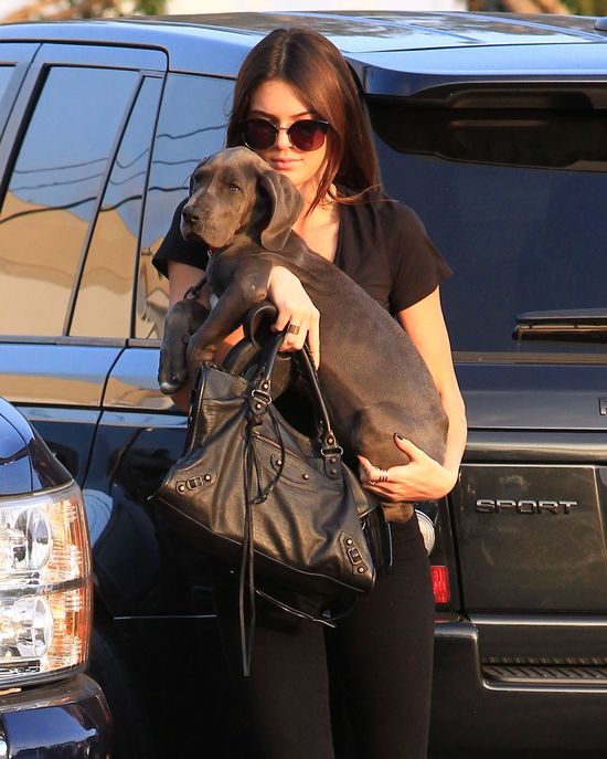 Jak długo Kendall Jenner będzie zajmowała się nowym pupilem?