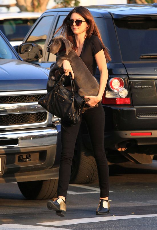 Jak długo Kendall Jenner będzie zajmowała się nowym pupilem? Jak długo Kendall Jenner będzie zajmowała się nowym pupilem?