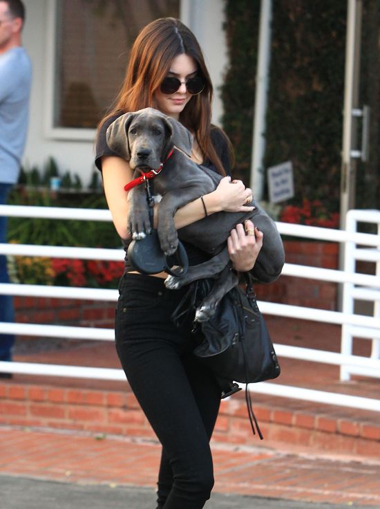 Jak długo Kendall Jenner będzie zajmowała się nowym pupilem? Jak długo Kendall Jenner będzie zajmowała się nowym pupilem?