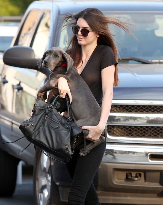 Jak długo Kendall Jenner będzie zajmowała się nowym pupilem? Jak długo Kendall Jenner będzie zajmowała się nowym pupilem?