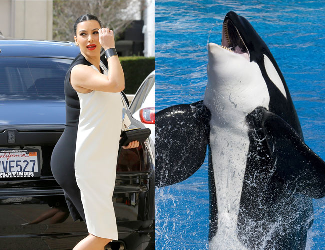 Tańcząca z delfinami Kim Kardashian krytykowana przez PETA