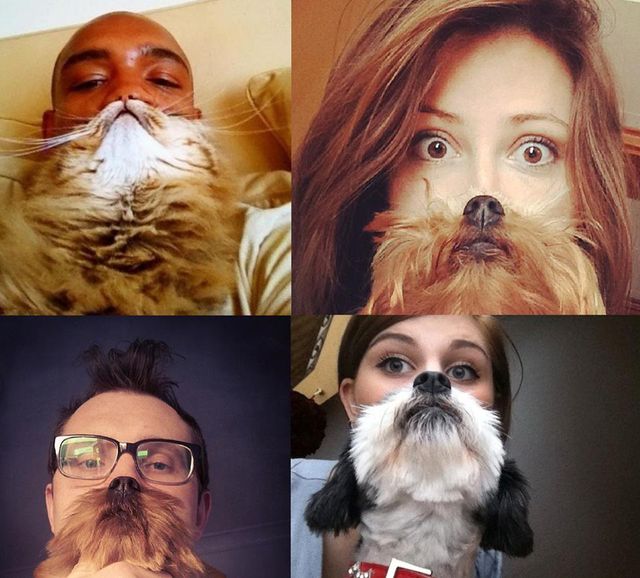 Moda na brodę z kota lub psa Moda na brodę z kota lub psa