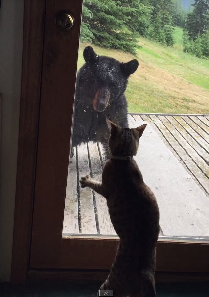 To co zrobił ten kot jest NIESAMOWITE! (FOTO)