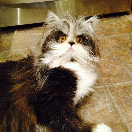 Poznajcie najgroźniejszego kota na świecie