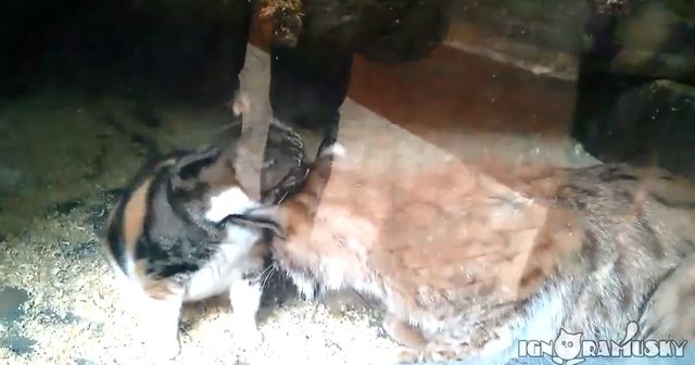 Ten kot zaprzyjaźnił się z rysiem! (VIDEO) Ten kot zaprzyjaźnił się z rysiem! (VIDEO)