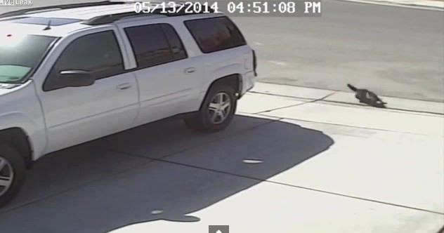 Kot ratuje chłopca przed atakiem psa! (VIDEO) Kot ratuje chłopca przed atakiem psa! (VIDEO)