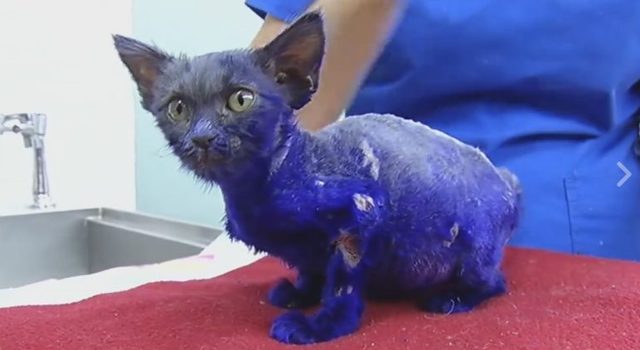 Ten 7-tygodniowy kociak przeszedł prawdziwe piekło