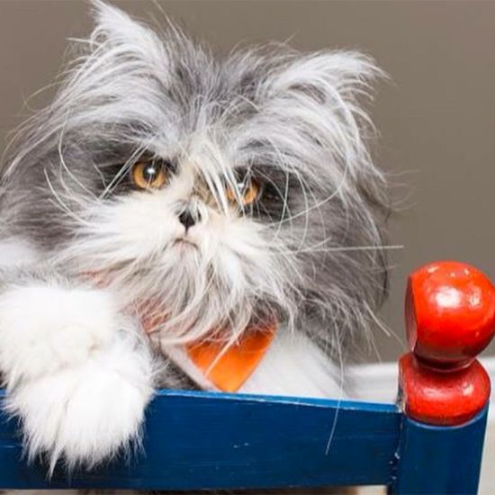 Poznajcie najgroźniejszego kota na świecie