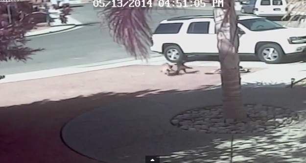 Kot ratuje chłopca przed atakiem psa! (VIDEO) Kot ratuje chłopca przed atakiem psa! (VIDEO)